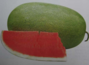 Vegetable Seeds: Terra Nova Watermelon Empire NO2 F1