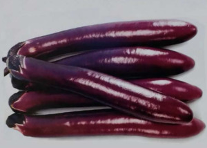 Vegetable Seeds: Terra Nova Egg Plant Fond May F1