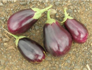 Vegetable Seeds: Terra Nova Egg Plant Black Beauty