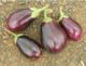 Terra Nova Egg Plant Black Beauty