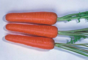 Vegetable Seeds: Terra Nova Carrot New Kuroda