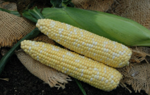 Vegetable Seeds: Terranova Sweetcorn Buffalo - Hybrid