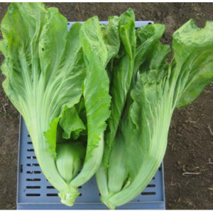 Vegetable Seeds: Terranova Mustard Bau Sin