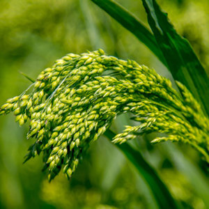 Bird Seed: Green Millet