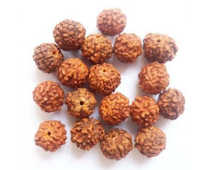Wood Seed Nut And Paper: Rudruksha - Round