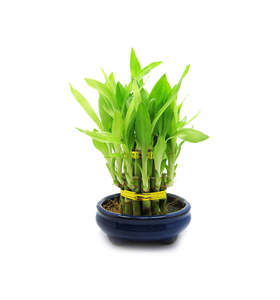 St Patricks Day Sale: Bamboo Single Note Fragrance Oil