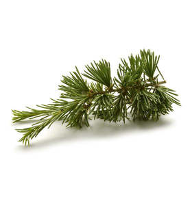 St Patricks Day Sale: Cedarwood Fragrance Oil