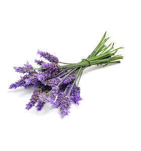 Team: French Lavender Fragrance Oil