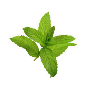 St Patricks Day Sale: Menthol Essential Oil