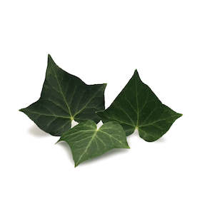 Green Ivy Fragrance Oil