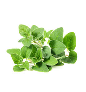 Marjoram Essential Oil