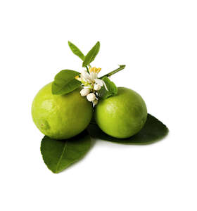 Lime Blossom (Linden Blossom) Fragrance Oil