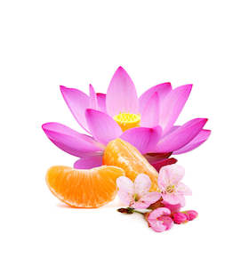 Last Of The Line: Pink Lotus and Mandarin Fragrance Oil