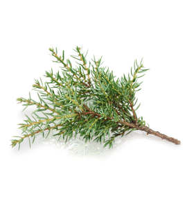 St Patricks Day Sale: Cypress Fragrance Oil