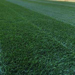 NZLA Midnight Dark Ryegrass Premium Dark Lawn Seed NZ