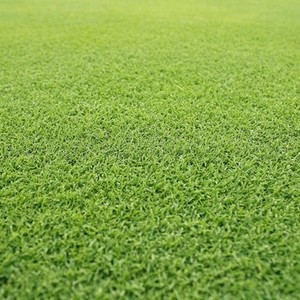 Products: NZLA Couch Grass Premium Drought & Cold Tolerant Variety NZ