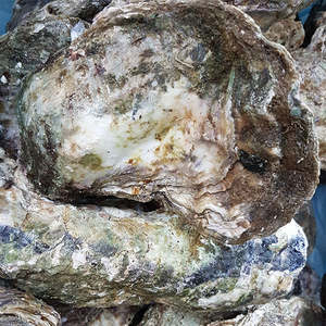 Live Seafood: Live Whole Shell Pacific Oysters - Jumbo
