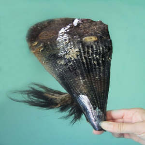 Live Seafood: Live Whole Horse Mussel - Jumbo Coming Soon
