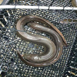 Live Seafood: Live Eel