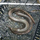 Live Eel