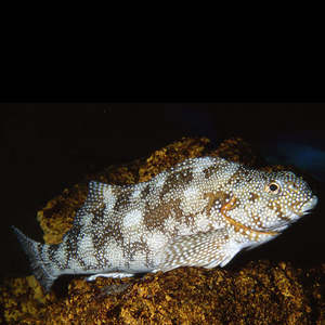 Live Seafood: Live Marble Fish