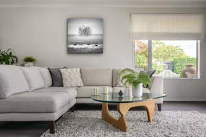 Rangiora - Black Swans