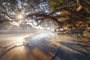 Northland: Waipu Cove - Sunrays Through the Trees