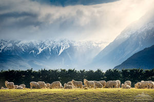 Mountains: Southern Alps - Sheep in a Field | Gift Print