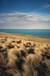 Catlins - Slope Point Tussock | Gift Print