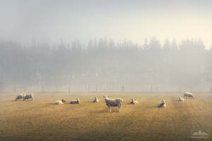 Matted Gift Prints: Ashburton - Sheep in the Morning Mist | Gift Print