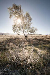 Matted Gift Prints: Mackenzie Country - Sunlit Tree | Gift Print
