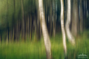 Milford Sound - Abstract Trees | Gift Print