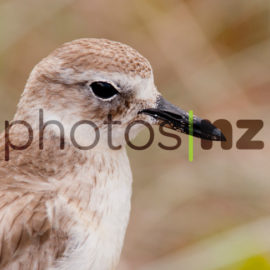 Dotterel: Alert Dotterel at young age