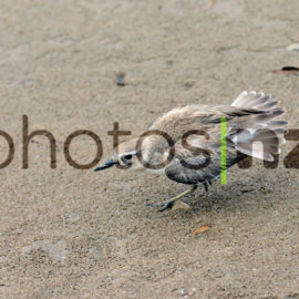 Dotterel: Dotterel chick foraging in danger zone