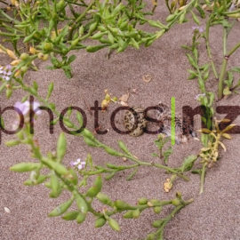 Dotterel doing a “broken wing” display