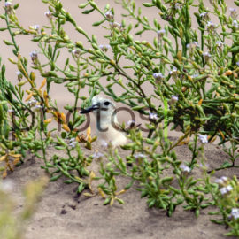 Dotterel: Dotterel hunting for crabs in estuary