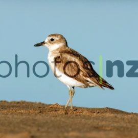 Dotterel: Dotterel running