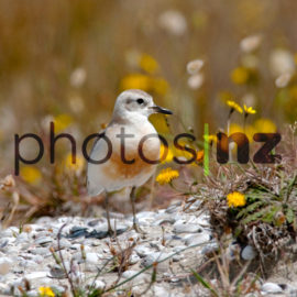 Dotterel: Teenager Dotterel chick with mother