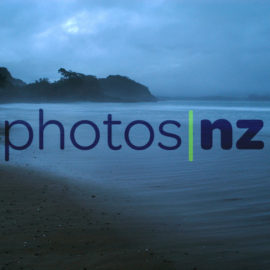 Sandy Bay pine forest