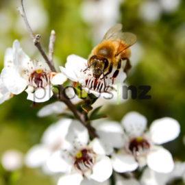Kowhai: Bee on Kowhai Flower