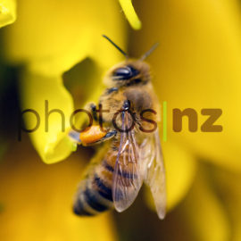 Honey Bee on Kowhai Flower