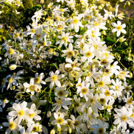 Kowhai: Kowhai along Tutukaka Coast