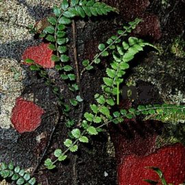 Kowhai: Kowhai flower