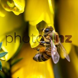 Kowhai: Kowhai flower blossoms