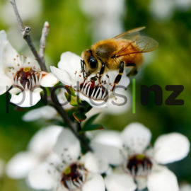Kowhai: Kowhai in Spring