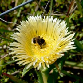 Honey Bee on Kowhai