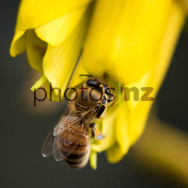 Honey bee on Manuka