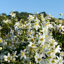 Clematis: Honey Bee Collecting Nectar