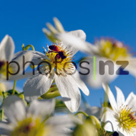 Clematis at Sandy Bay