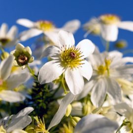 Clematis: Clematis flowering at Sandy Bay